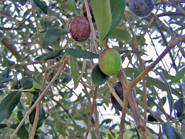 olive001